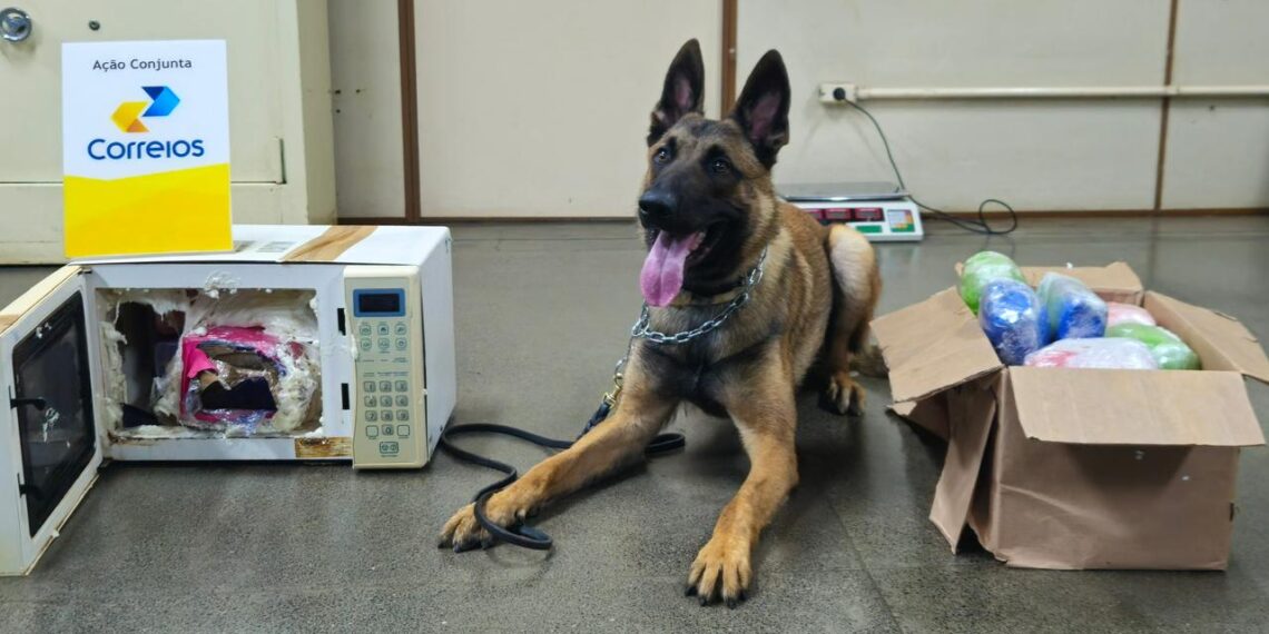 Cão farejador ajuda a interceptar 21 kg de drogas nos Correios em Campo Grande (vídeo)