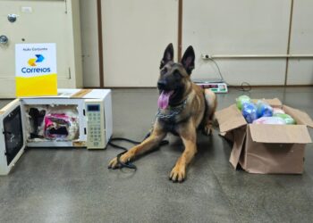 Cão farejador ajuda a interceptar 21 kg de drogas nos Correios em Campo Grande (vídeo) Cão farejador ajuda a interceptar 21 kg de drogas nos Correios em Campo Grande (vídeo)
