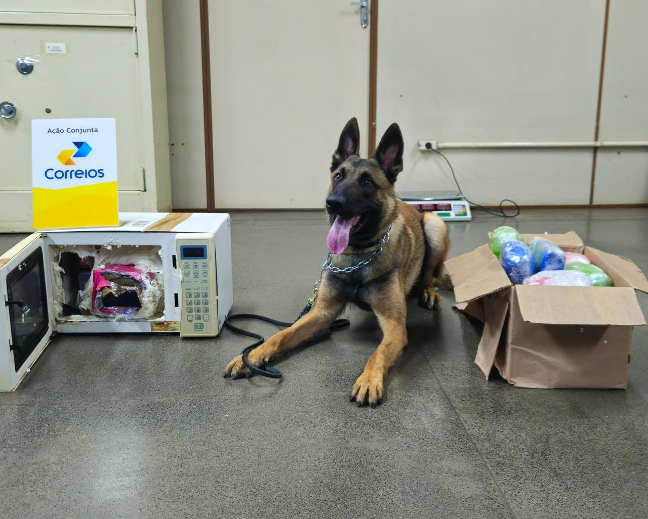 Cão farejador ajuda a interceptar 21 kg de drogas nos Correios em Campo Grande (vídeo) Cão farejador ajuda a interceptar 21 kg de drogas nos Correios em Campo Grande (vídeo)