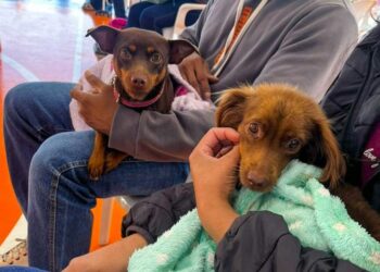 Caravana da Castração inicia nova etapa e leva serviço gratuito para 20 cidades de MS