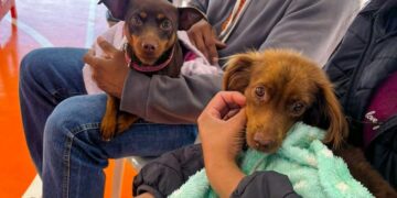 Caravana da Castração inicia nova etapa e leva serviço gratuito para 20 cidades de MS