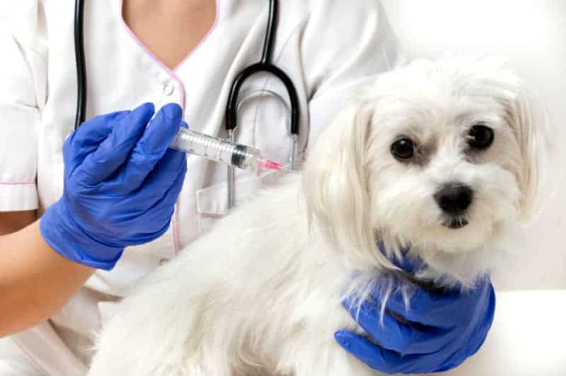 Campanha de vacinação contra raiva de cães e gatos segue em novos bairros de Campo Grande Campanha de vacinação contra raiva de cães e gatos segue em novos bairros de Campo Grande