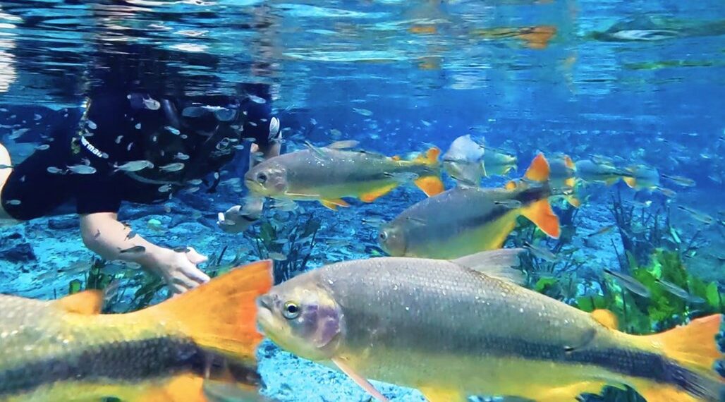 Assembleia Legislativa destaca Bonito em especial sobre Turismo e Sustentabilidade