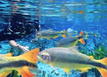 Assembleia Legislativa destaca Bonito em especial sobre Turismo e Sustentabilidade