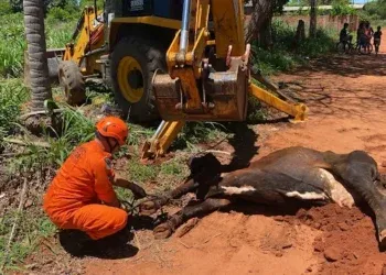 Vaca fica presa em fossa e operação conjunta garante resgate seguro em Aquidauana