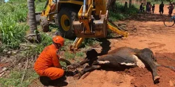 Vaca fica presa em fossa e operação conjunta garante resgate seguro em Aquidauana