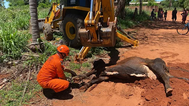 Vaca fica presa em fossa e operação conjunta garante resgate seguro em Aquidauana