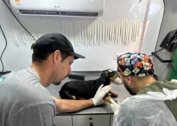 Caravana da Castração chega a Dourados com 1,6 mil vagas para cães e gatos Caravana da Castração chega a Dourados com 1,6 mil vagas para cães e gatos
