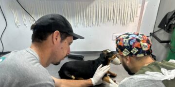 Caravana da Castração chega a Dourados com 1,6 mil vagas para cães e gatos