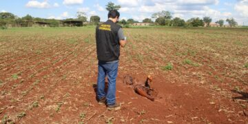 Homem que golpeou vítima na cabeça com machadinha é preso
