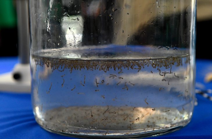 Bioparque Pantanal promove “Dia D” de combate à dengue nos dias 13 e 14 de novembro