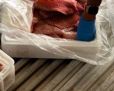 Cinco toneladas de tilápia irregular são apreendidas em caminhão na BR-463