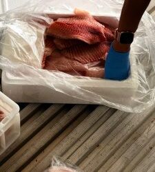 Cinco toneladas de tilápia irregular são apreendidas em caminhão na BR-463