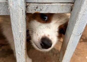 Mulher é presa por manter sete cães em situação de maus-tratos Mulher é presa por manter sete cães em situação de maus-tratos