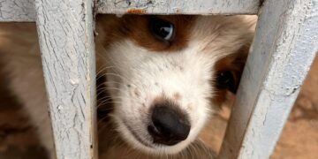 Mulher é presa por manter sete cães em situação de maus-tratos
