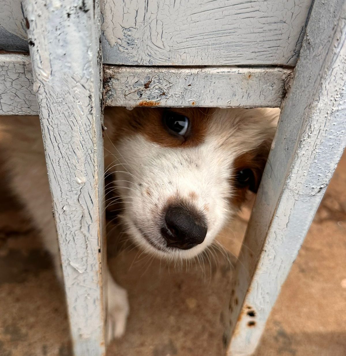 Mulher é presa por manter sete cães em situação de maus-tratos