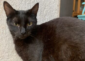 Quer adotar um gato? Feira de Adoção acontece neste sábado em Campo Grande