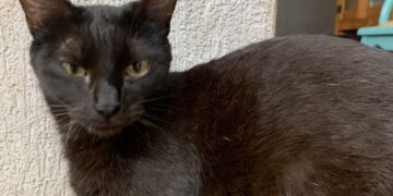 Quer adotar um gato? Feira de Adoção acontece neste sábado em Campo Grande