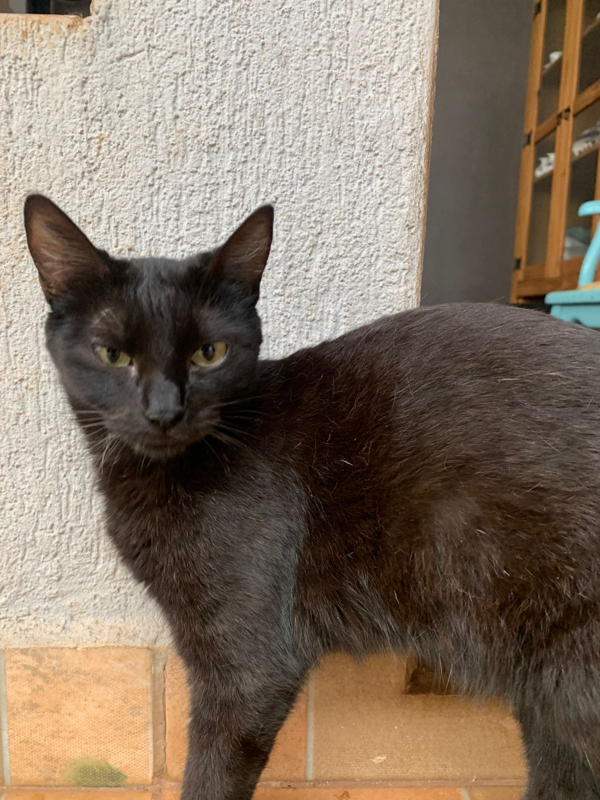 Quer adotar um gato? Feira de Adoção acontece neste sábado em Campo Grande