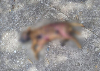 Cão da família é encontrado carbonizado em Corumbá e tutora busca justiça