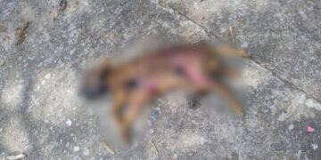 Cão da família é encontrado carbonizado em Corumbá e tutora busca justiça