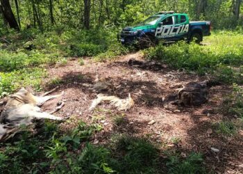 Fazendeiro é multado em quase R$ 500 mil por maus-tratos a gado em Cassilândia Fazendeiro é multado em quase R$ 500 mil por maus-tratos a gado em Cassilândia