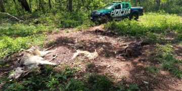 Fazendeiro é multado em quase R$ 500 mil por maus-tratos a gado em Cassilândia