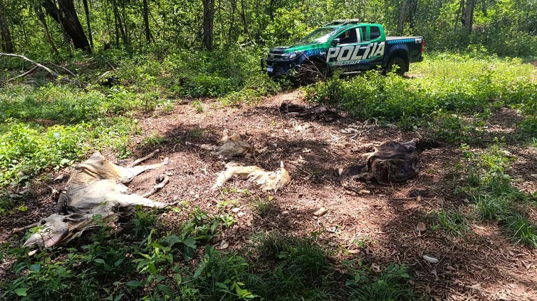 Fazendeiro é multado em quase R$ 500 mil por maus-tratos a gado em Cassilândia