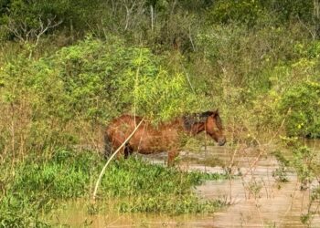 Cavalo é encontrado ilhado no Córrego do Baile em Nova Andradina
