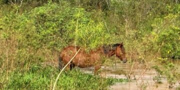 Cavalo é encontrado ilhado no Córrego do Baile em Nova Andradina