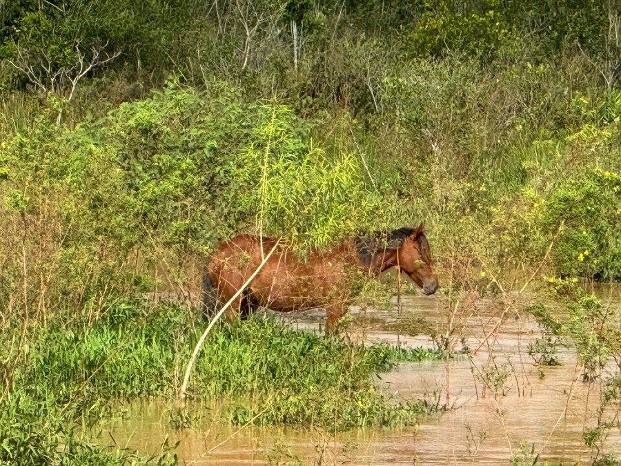 Cavalo é encontrado ilhado no Córrego do Baile em Nova Andradina