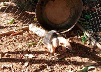 Bombeiros resgatam tamanduá-mirim em quintal de residência em Corumbá Bombeiros resgatam tamanduá-mirim em quintal de residência em Corumbá