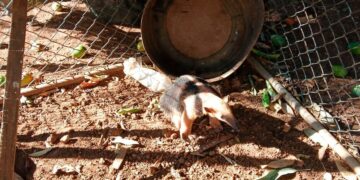 Bombeiros resgatam tamanduá-mirim em quintal de residência em Corumbá