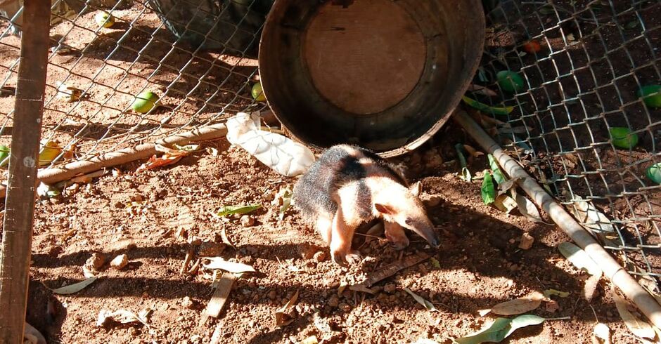Bombeiros resgatam tamanduá-mirim em quintal de residência em Corumbá