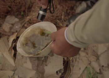 Mato Grosso do Sul já registra 34 mortes por dengue e chikungunya em 2025 Mato Grosso do Sul já registra 34 mortes por dengue e chikungunya em 2025