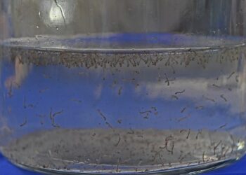 MS registra aumento de casos de dengue e chikungunya e reforça alerta à população MS registra aumento de casos de dengue e chikungunya e reforça alerta à população