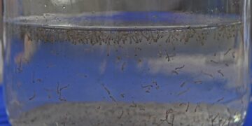 MS registra aumento de casos de dengue e chikungunya e reforça alerta à população