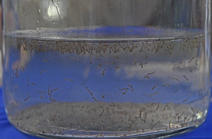 MS registra aumento de casos de dengue e chikungunya e reforça alerta à população