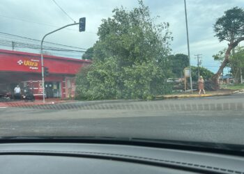 Chuva intensa provoca quedas de árvores e interdições em vias da Capital Chuva intensa provoca quedas de árvores e interdições em vias da Capital