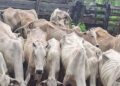 Produtor é multado em mais de R$ 91 mil por maus-tratos a gado em Glória de Dourados