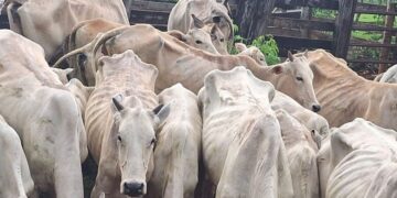 Produtor é multado em mais de R$ 91 mil por maus-tratos a gado em Glória de Dourados