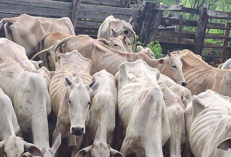 Produtor é multado em mais de R$ 91 mil por maus-tratos a gado em Glória de Dourados