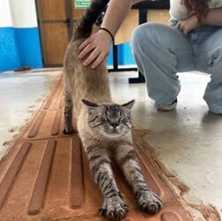 Gatos do campus da UFMS buscam adoção responsável: saiba como ajudar