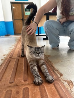 Gatos do campus da UFMS buscam adoção responsável: saiba como ajudar