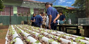 Escola em Campo Grande ensina sustentabilidade com horta hidropônica