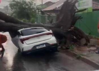 Vídeo: Chuva rápida provoca estragos e árvore cai sobre carro próximo à Santa Casa Vídeo: Chuva rápida provoca estragos e árvore cai sobre carro próximo à Santa Casa