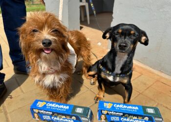 Governo de MS encerra 2025 com mais de 16,7 mil castrações gratuitas e avanço nas políticas de proteção animal Governo de MS encerra 2025 com mais de 16,7 mil castrações gratuitas e avanço nas políticas de proteção animal