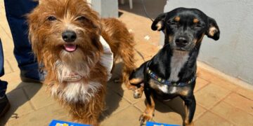 Governo de MS encerra 2025 com mais de 16,7 mil castrações gratuitas e avanço nas políticas de proteção animal
