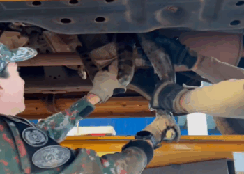 MS registra média de um atendimento por dia após ataque de serpente