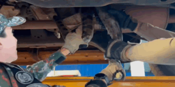 MS registra média de um atendimento por dia após ataque de serpente